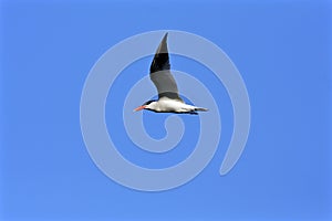 Caspian Tern Flies    802966
