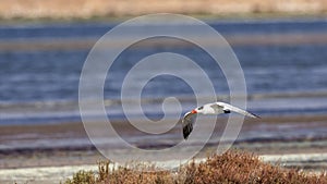 Caspian Tern in Flight