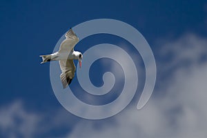 A Caspian tern at fligt