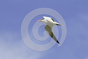 Caspian tern flying across a blue sky / Sterna caspia