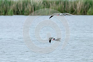 Caspian Tern flying over the water