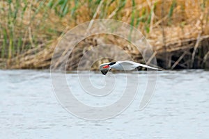 Caspian Tern flying over the water