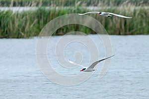 Caspian Tern flying over the water