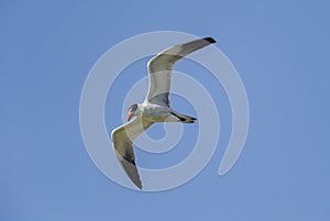 Caspian tern Hydropogne casoia flying