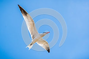 Caspian Tern Hydroprogne caspia