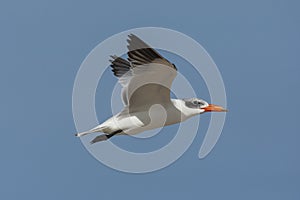 Caspian Tern, Hydroprogne caspia