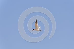 Caspian tern Hydroprogne caspia against blue sky