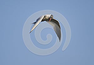 Caspian tern Hydroprogne caspia in flight