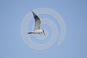 Caspian tern Hydroprogne caspia in flight