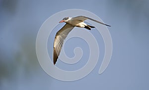Caspian tern Hydroprogne caspia in flight