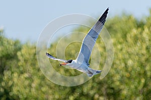 The Caspian tern Hydroprogne caspia flying through the air with its huge wingspan and orange beak in the United Arab Emirates