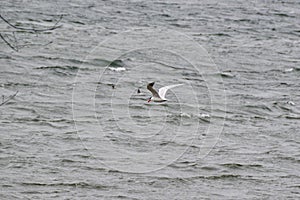 Caspian Tern (Hydroprogne caspia) flying over rough water along shore of Kempenfelt Bay