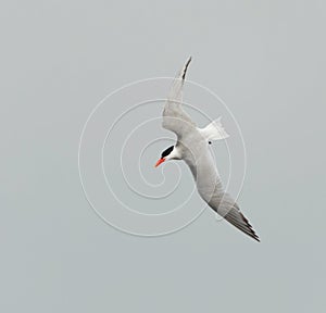 Caspian tern (Hydroprogne caspia) flying in the sky diving to catch fish