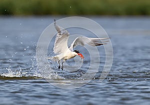 The Caspian tern Hydroprogne caspia hunting