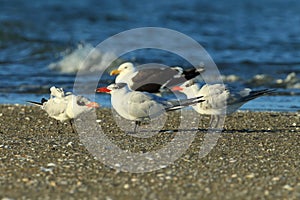 Caspian tern (Hydroprogne caspia) New Zealand