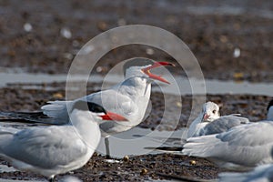 Caspian tern Hydroprogne caspia photographed near Bhigwan