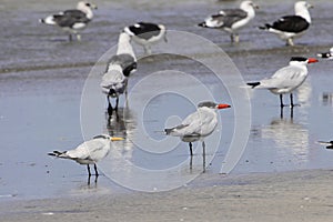 Caspian tern, Hydroprogne caspia, and West African crested tern, Thalasseus albididorsalis