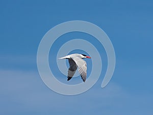 Caspian tern, Hydroprogne or Sterna caspia, flight against blue sky, selective focus, shallow DOF