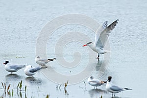 Caspian Tern landing in water
