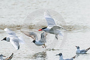 Caspian Tern landing in water