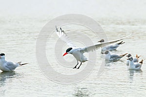 Caspian Tern landing in water