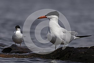 Caspian Tern