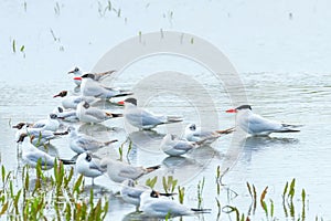 Caspian Tern among seagulls in water