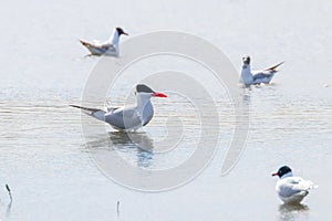 Caspian Tern among seagulls in water