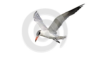 Caspian tern, Sterna caspia