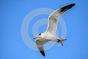 Caspian Tern - Sterna caspia