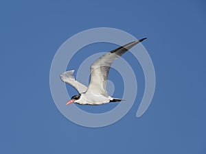 Caspian tern, Sterna caspia