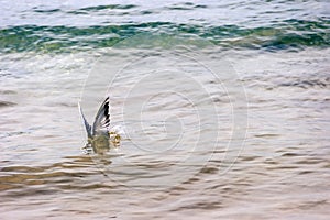 Caspian tern Sterna caspia