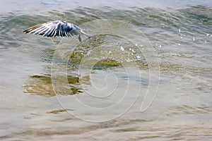 Caspian tern Sterna caspia