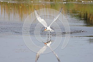 Caspian Tern (Sterna caspia)