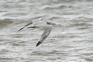 Caspian Tern - Sterna caspia Hydroprogne caspia is a species of tern, which is the  world`s largest ternwith. North America,