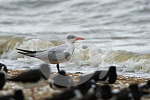 Caspian Tern - Sterna caspia Hydroprogne caspia is a species of tern, which is the world`s largest ternwith. North America, lo