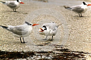 Caspian Terns photo