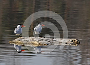 Caspian Terns Reflection