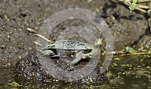 The Caspian turtle. Mauremys caspica