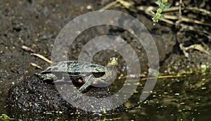 The Caspian turtle. Mauremys caspica