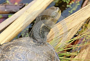 Caspian turtle or striped-neck terrapin Mauremys caspica