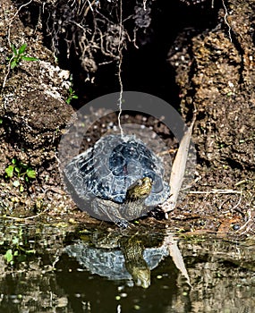 The Caspian turtle or striped-neck terrapin Mauremys caspica in natural habitat