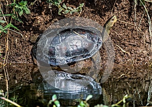 The Caspian turtle or striped-neck terrapin Mauremys caspica in natural habitat