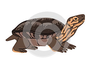 Caspian turtle, striped neck terrapin. Tortoise with patterned skin, shell. Exotic reptile, tropical fauna, terrarium