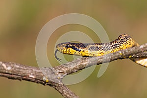 Caspian whip snake