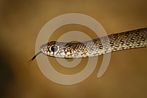 Caspian whip snake - Dolichophis caspius also Coluber caspius, known as the large whipsnake, the largest species of snake in