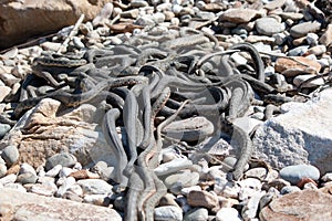 The Caspian whipsnake