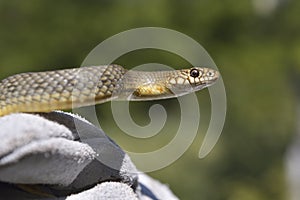 Caspian whitesnake profile