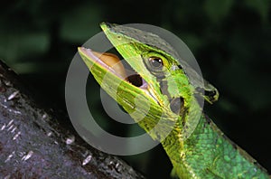 Casque Headed Iguana, laemanctus longipes, Adult with Open Mouth