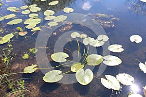 Cassan toy marsh plants water summer pond